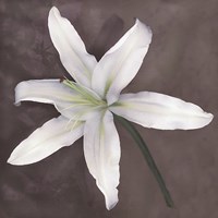 White Lily Fine Art Print