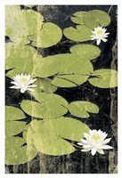 Pond Blossoms Fine Art Print