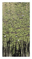 Lily Pond II Fine Art Print