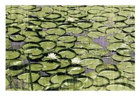 Les Nympheas Fine Art Print