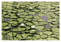 Les Nympheas Fine Art Print