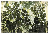 Dappled Radiance Fine Art Print