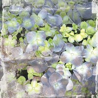 Vintage Blossom Framed Print