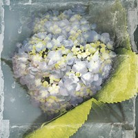 Antique Bloom Fine Art Print