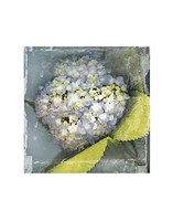 Antique Bloom by Erin Clark - 11" x 14"
