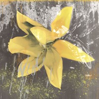 Tulip Fresco (yellow) Framed Print