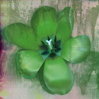 Tulip Fresco (green) Fine Art Print