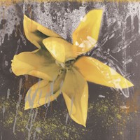 Tulip Fresco (yellow) Framed Print