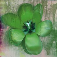 Tulip Fresco (green) Framed Print