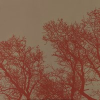 Cinnamon Tree I Fine Art Print