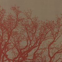 Cinnamon Tree II Fine Art Print