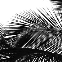 Palms 13 (detail) by Jamie Kingham - 12" x 12"