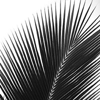 Palms 14 (detail) Fine Art Print