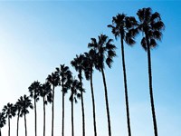 La Jolla Palms Fine Art Print