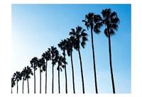 La Jolla Palms Fine Art Print