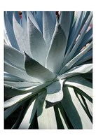 Cactus 1 Fine Art Print
