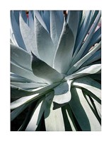 11" x 14" Cactus Pictures