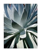 Cactus 1 Fine Art Print