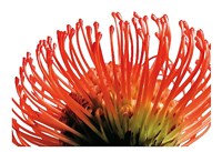 Orange Protea 2 Fine Art Print