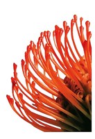 Orange Protea 4 Fine Art Print