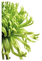 Green Bloom 2 Fine Art Print