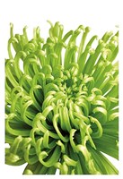 Green Bloom 5 Fine Art Print