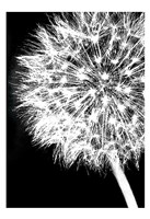 Dandelion Crop Fine Art Print
