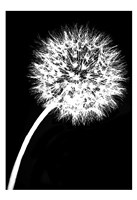 Dandelion Tilt Fine Art Print