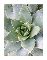 Cactus 3 Fine Art Print