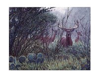 Lone Star Whitetail Fine Art Print