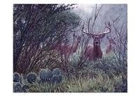 Lone Star Whitetail Fine Art Print