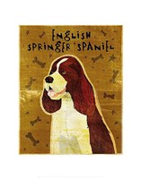 English Springer Spaniel Fine Art Print