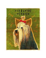 Yorkshire Terrier Framed Print