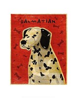 Dalmation Fine Art Print