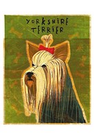 Yorkshire Terrier Fine Art Print