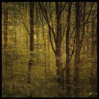 Fog in Mountain Trees No. 2 Framed Print