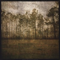 A Line of Pines Fine Art Print