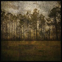 A Line of Pines Fine Art Print