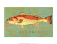 Red Drum Framed Print
