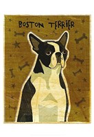 Boston Terrier Fine Art Print