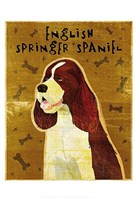 English Springer Spaniel Fine Art Print