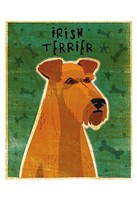 Irish Terrier Fine Art Print