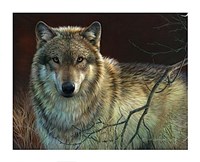 Uninterrupted Stare- Gray Wolf Fine Art Print