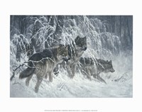 14" x 11" Wolf Pictures