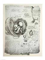 The Human Fetus in the Womb Fine Art Print