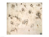 Study of the Flowers of Grass-like Plants by Leonardo Da Vinci - various sizes