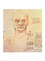 Studies of the Proportions of the Face and Eye Fine Art Print