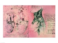 Anatomical drawing of hearts and blood vessels Fine Art Print