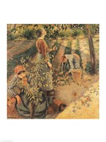 The Apple Pickers, 1886 Fine Art Print