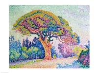 The Pine Tree at St. Tropez, 1909 by Paul Signac, 1909 - various sizes